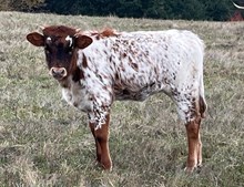 2024 Della heifer