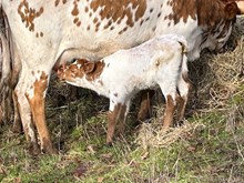 2024 Tuff Gabby heifer