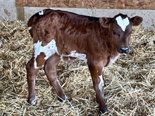 2025 Graceful Stone heifer